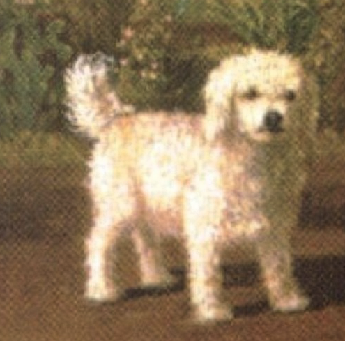 File:Albert Kamehameha's dog (Glen of Imaal terrier).png