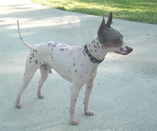 File:American Hairless Terrier.jpg