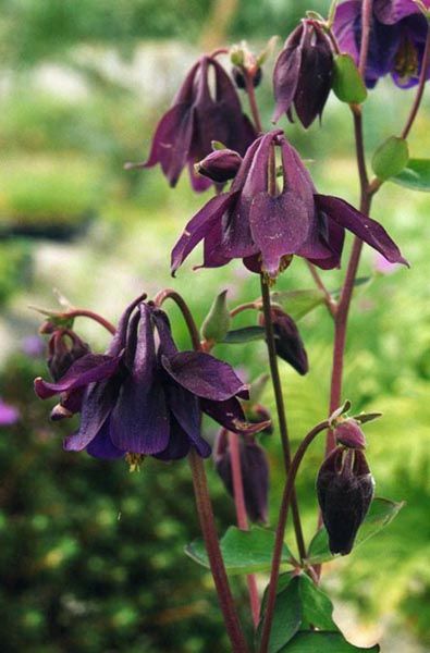 File:Aquilegia nigricans.jpg