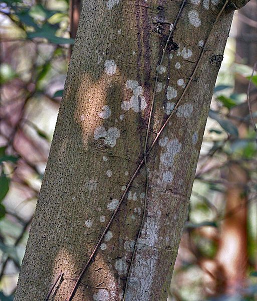 File:Bark I IMG 3300.jpg