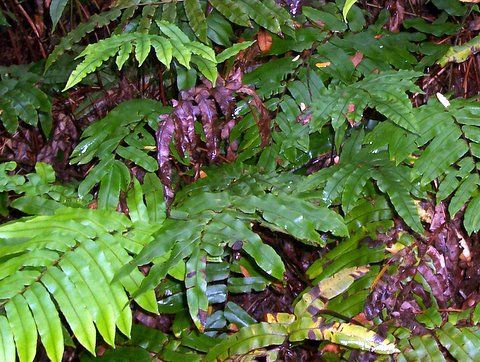 File:Blechnum wattsii Deua NP.jpg