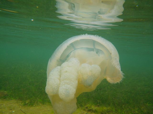 File:Blue Blubber Jellyfish IMGP2099.JPG