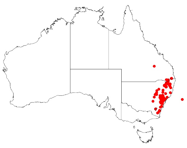 File:Boronia anethifoliaDistMap9.png