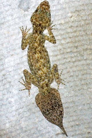 File:Broad-Tailed Gecko Chatswood.jpg