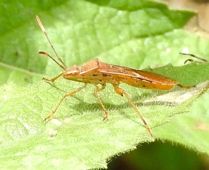 File:Burtinus notatipennis.jpg