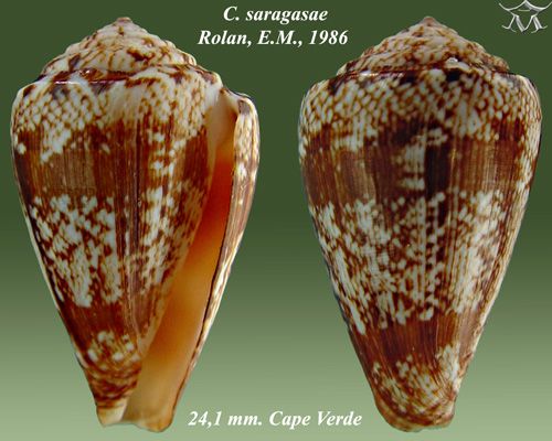 File:Conus saragasae 2.jpg