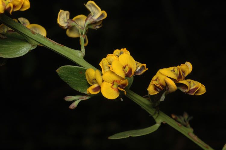 File:Daviesia elliptica.jpg