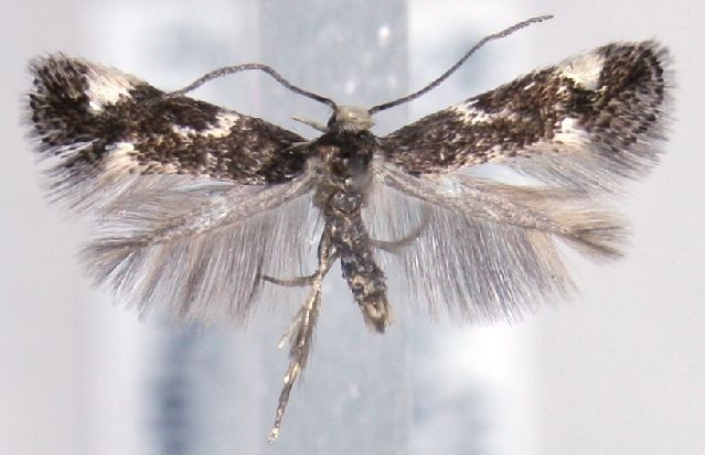 File:Elachista albifrontella BOLD.JPG