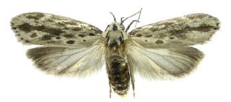 File:Ethmia normgershenzi.jpg