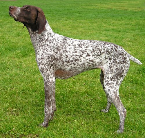 File:GermanShorthPtr wb.jpg