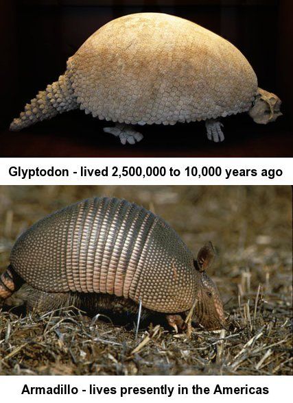 File:Glyptodon-Armadillo.jpg