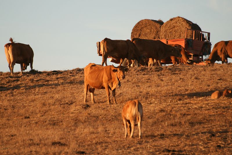 File:Gold @ Alentejo (6193077116).jpg