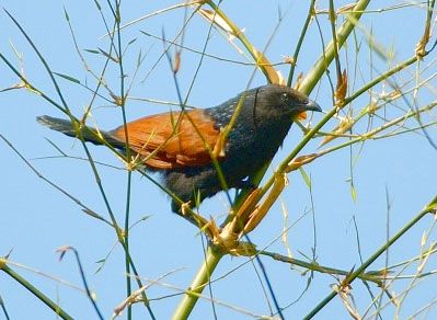 File:Lesser-coucal.jpg