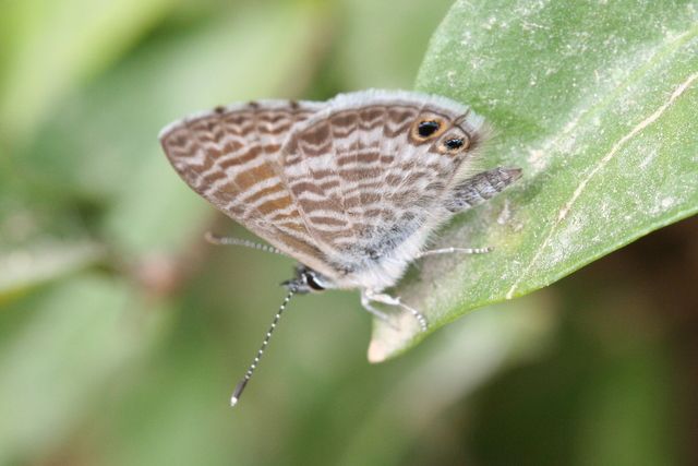 File:Marine blue (Leptotes marina).jpg