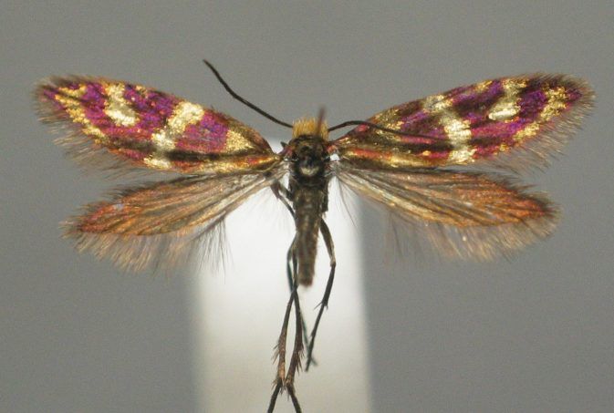 File:Micropterix osthelderi BE-MK-4563a.jpg