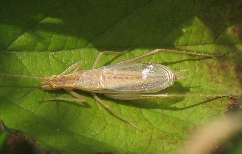 File:Oecanthus pellucens2.jpg