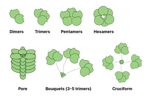 File:Oligomerization structures of lectins.png