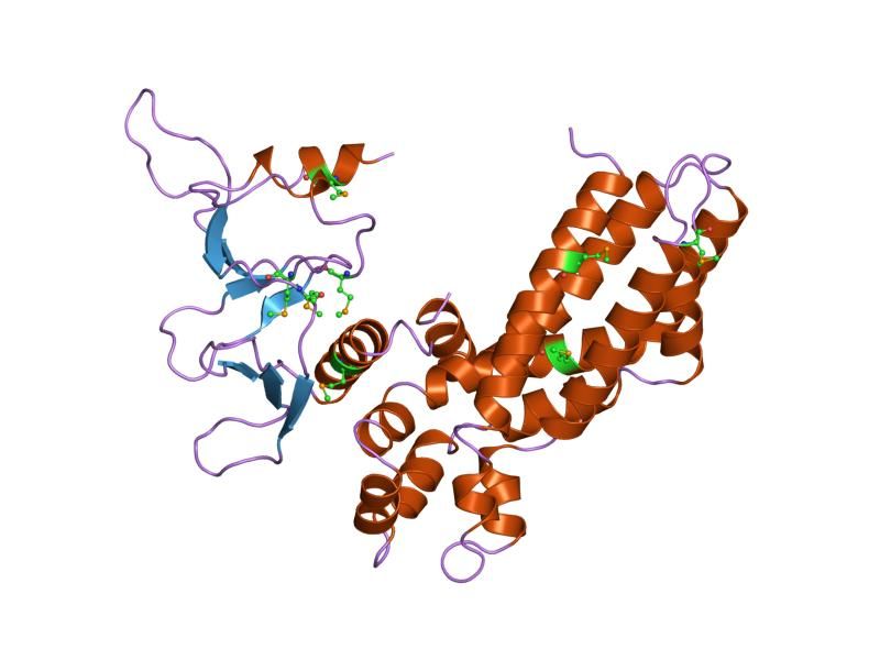 File:PDB 1dbh EBI.jpg