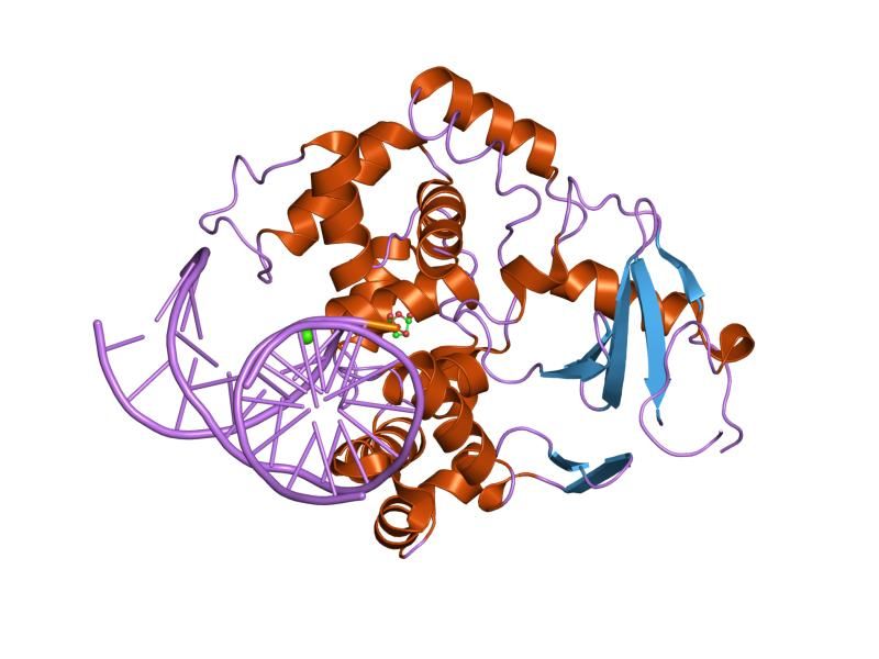 File:PDB 1m3h EBI.jpg