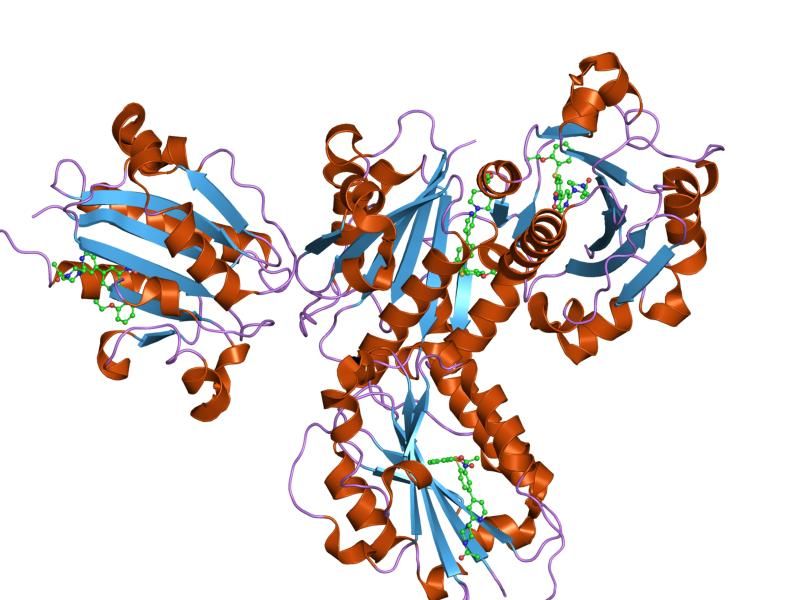 File:PDB 1rd4 EBI.jpg