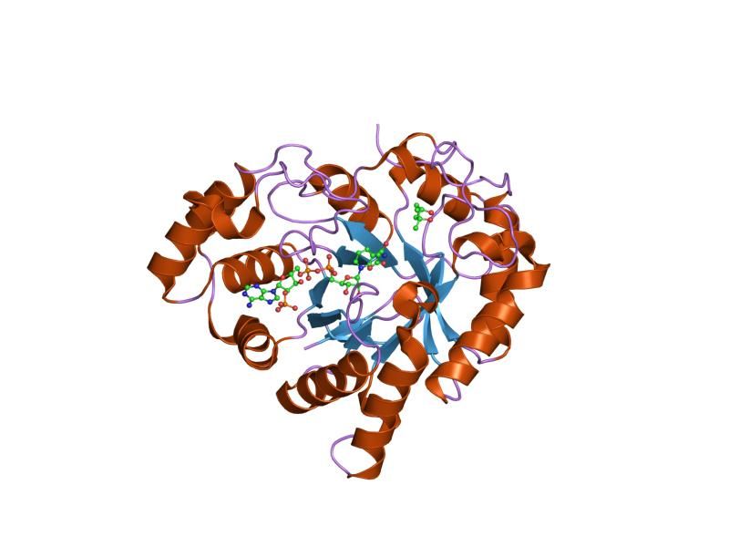 File:PDB 1s1p EBI.jpg