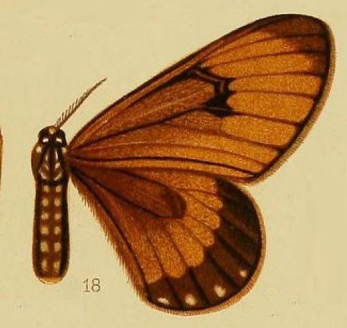 File:Pl.38-18-Hibrildes crawshayi Butler, 1896 (syn.H.neavi).JPG