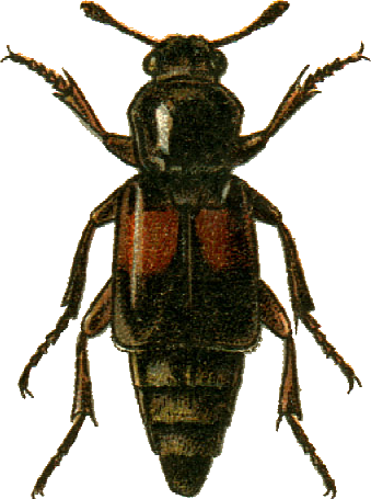 File:Ptomascopus plagiatus Jacobson.png