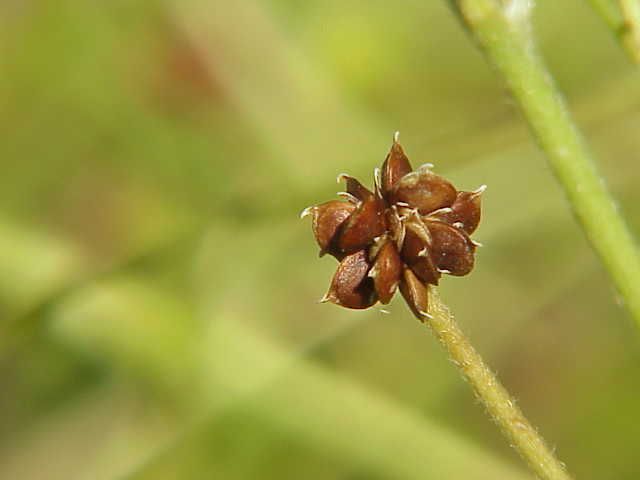 File:Ranunculus acris0.jpg