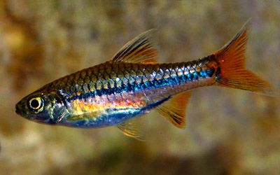 File:Rasbora sarawakensis (male).jpg