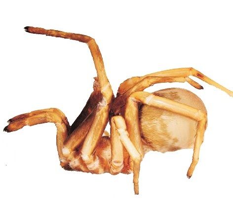 File:Sahastata sinuspersica.jpg