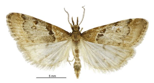 File:Scoparia s.l. fimbriata male.jpg