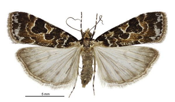 File:Scoparia ustimacula female.jpg