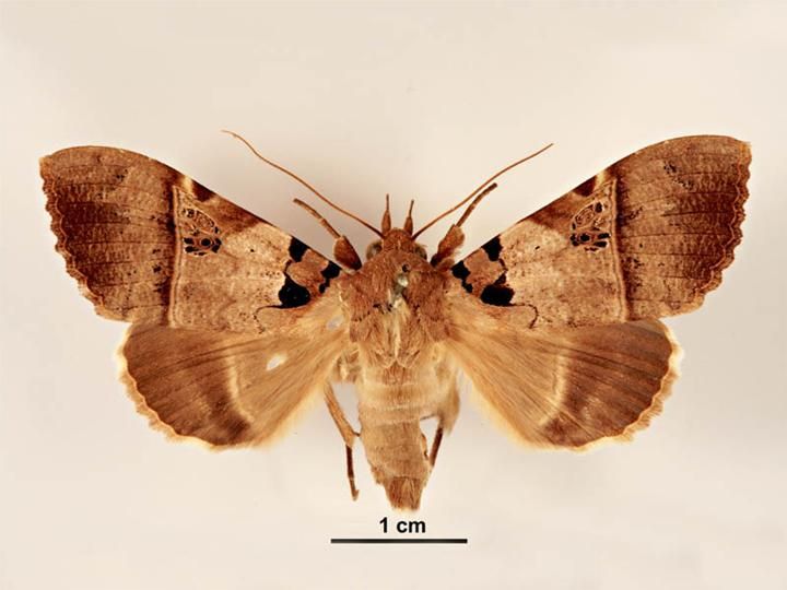 File:Serrodes mediopallens female dorsal.jpg