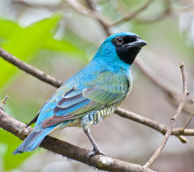 File:Tersina viridis -Registro, Sao Paulo, Brazil -male-8.jpg