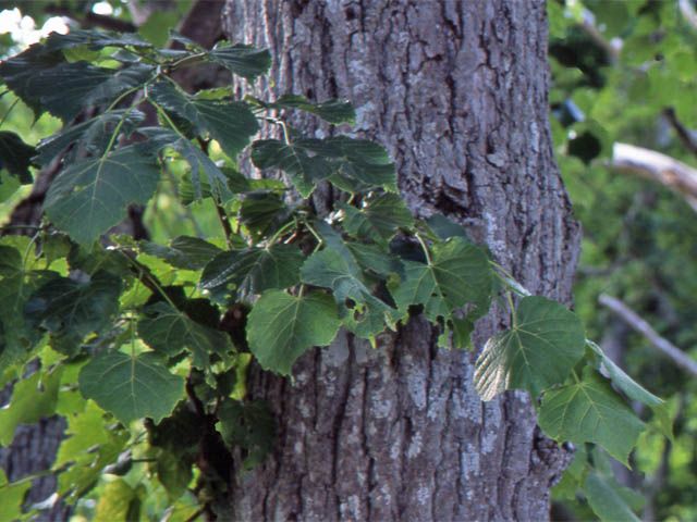 File:Tilia japonica.JPG