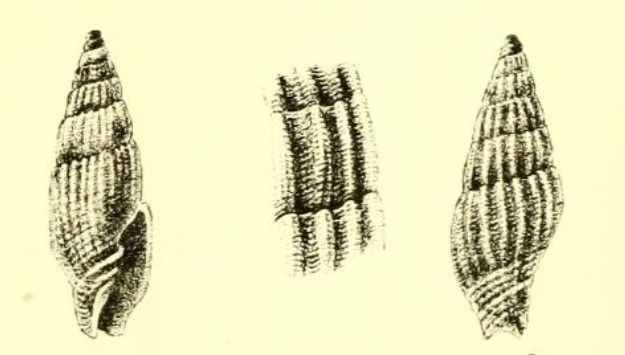 File:Turriplicifer apicitinctus 001.jpg