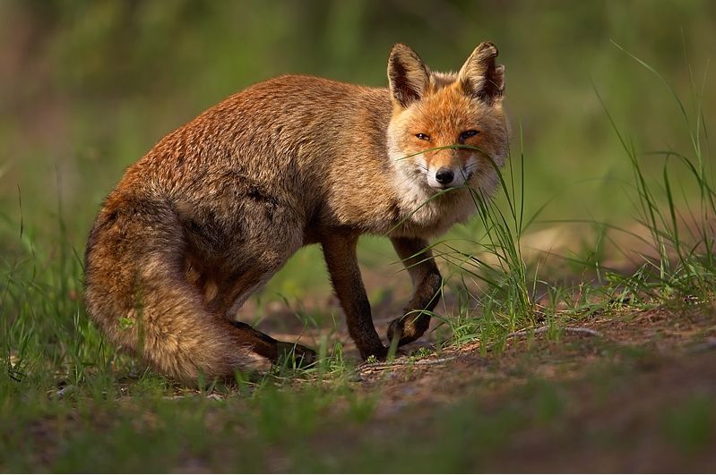 File:Vulpes vulpes 1 (Martin Mecnarowski).jpg