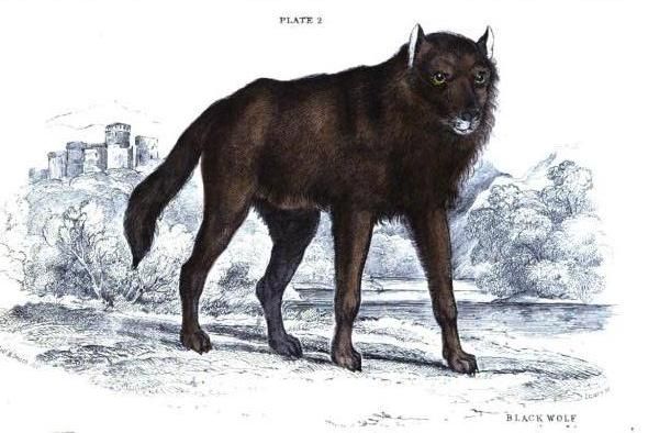 File:Wolfblackeuro.jpg