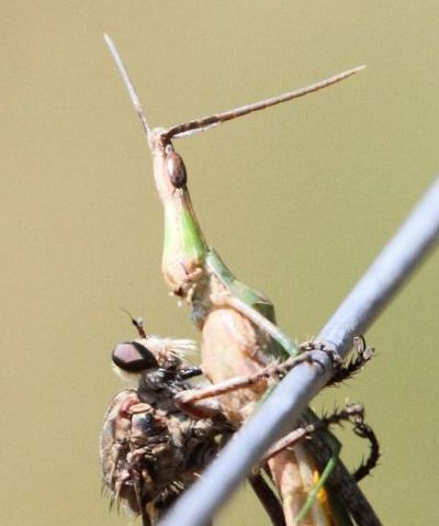 File:Alcimus with Acrididae prey LetabaKNP 1.jpg