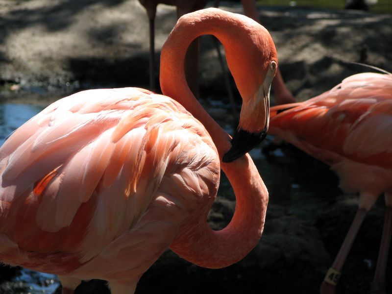 File:American flamingo.jpg