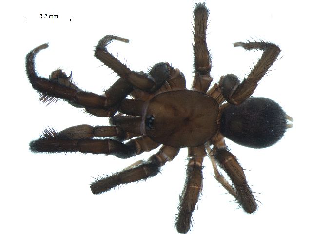 File:Antrodiaetus pacificus m.jpg