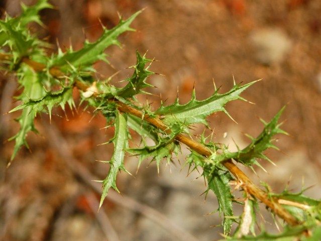 File:Asteraceae - Carlina corymbosa-2.JPG