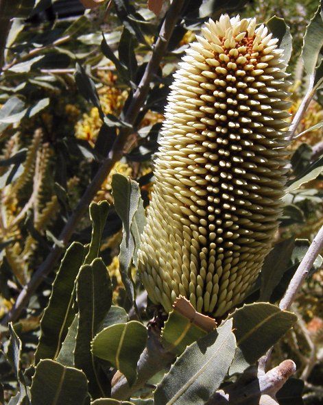 File:Banksia sceptrum bud Kings Park email.jpg