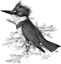 File:Belted Kingfisher (small illustration).jpg