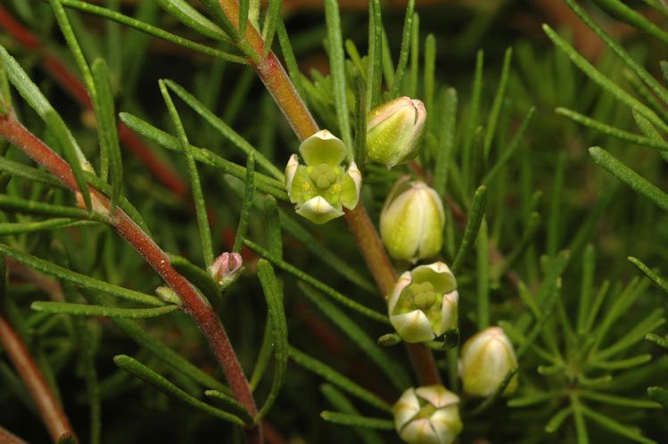 File:Boronia clavata(2).jpg