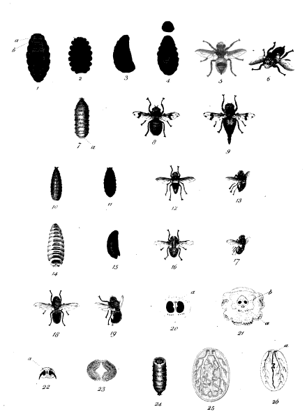 File:Botflies Bracy Clark.png