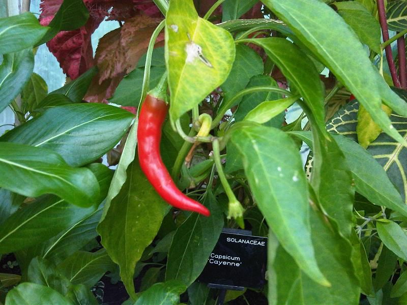 File:Capsicum annuum 10 - Kew.jpg