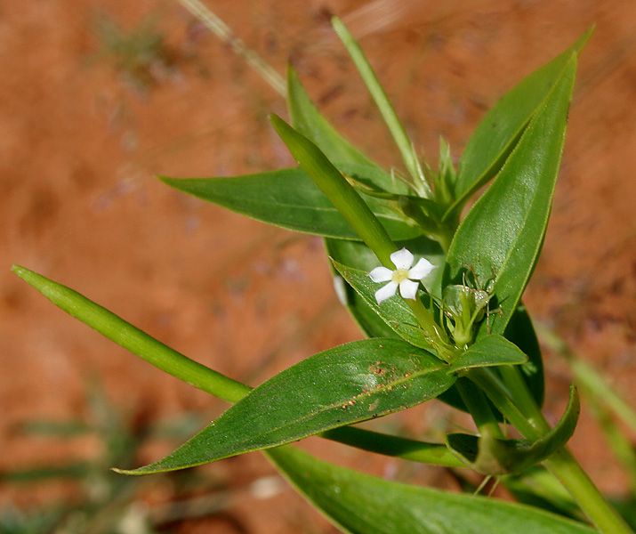 File:Catharanthus pusillus (Tiny Periwinkle) W IMG 3208.jpg