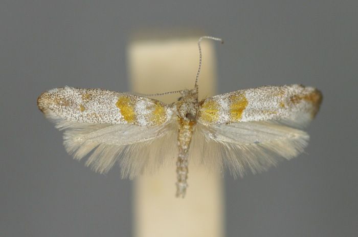 File:Cedestis gysseleniella E-MK-7-219a.jpg