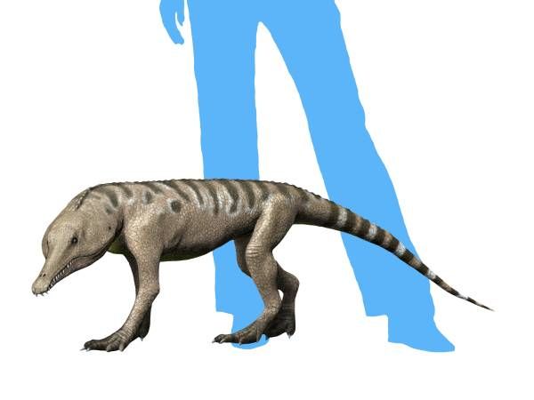 File:Chanaresuchus NT small.jpg